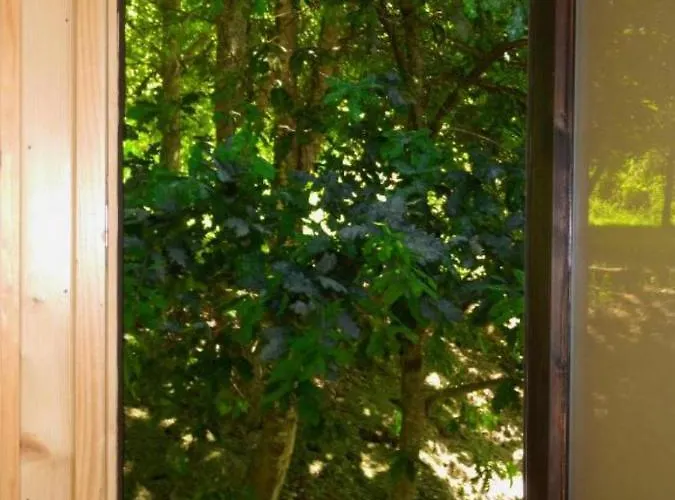 Tree Pool * Arcos de Valdevez