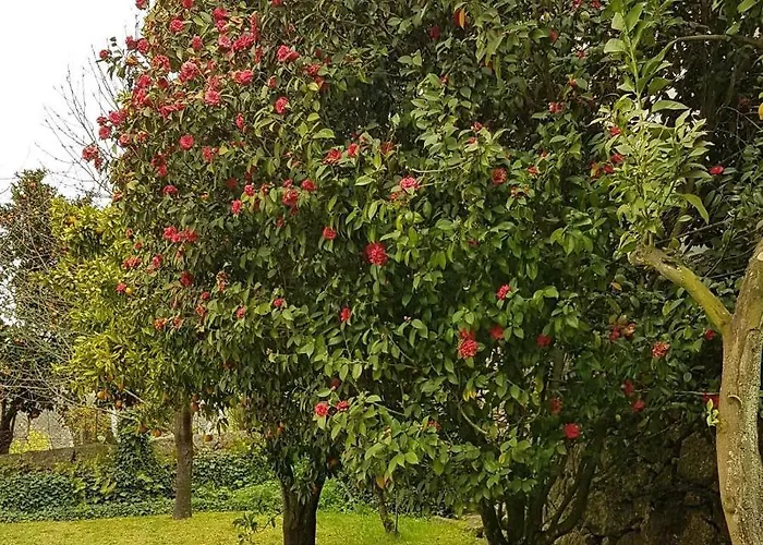 Tree Pool Feriehus Arcos de Valdevez